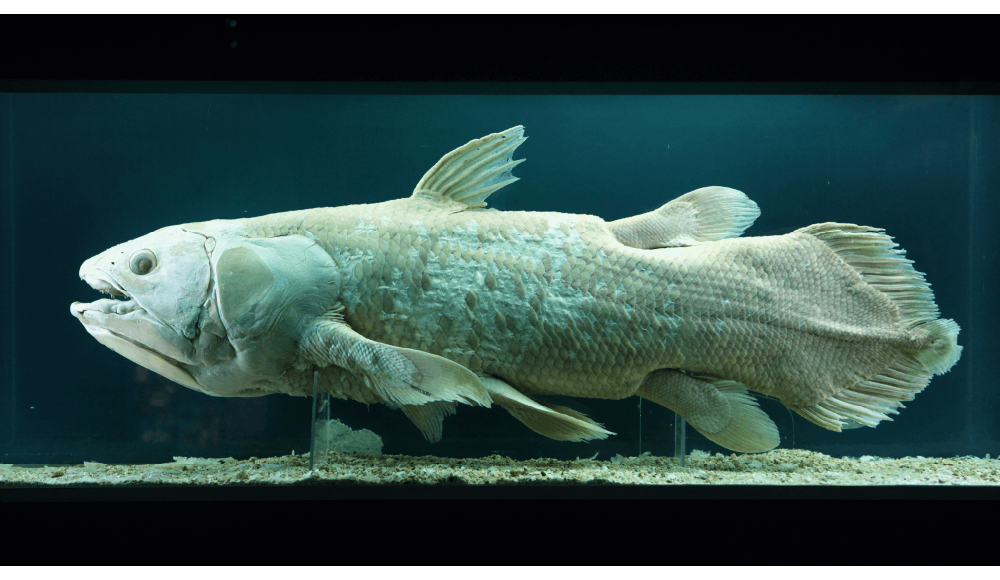 シーラカンスの標本
