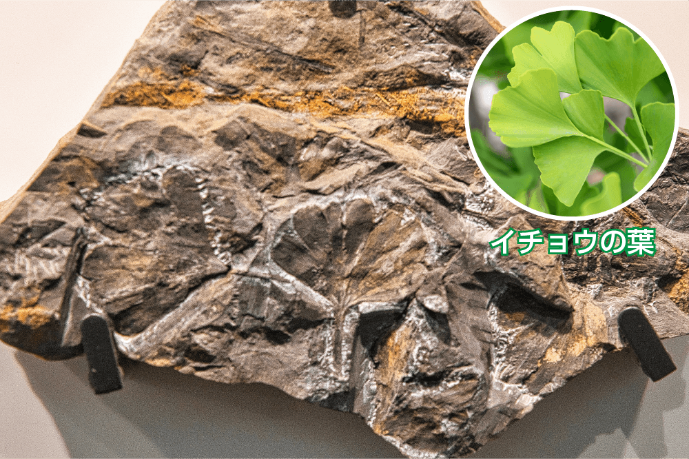 イチョウの化石