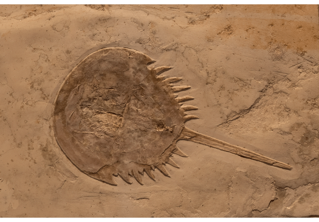 カブトガニの化石