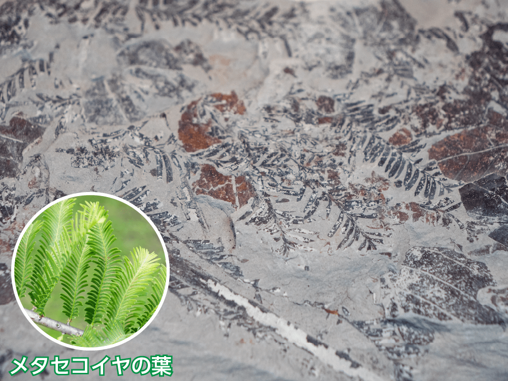 メタセコイヤの化石