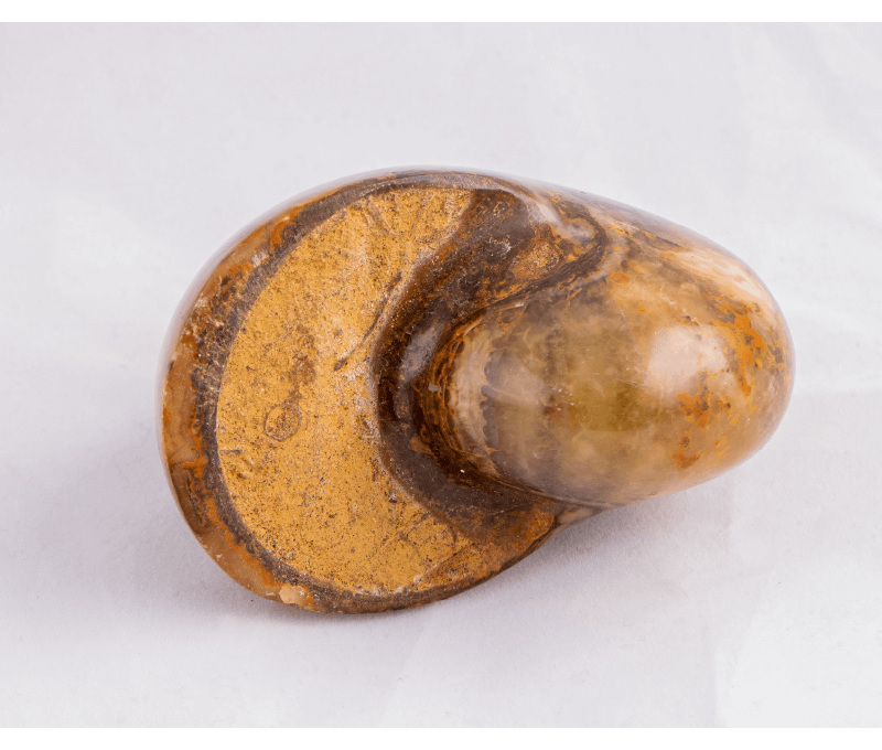 オウムガイの化石