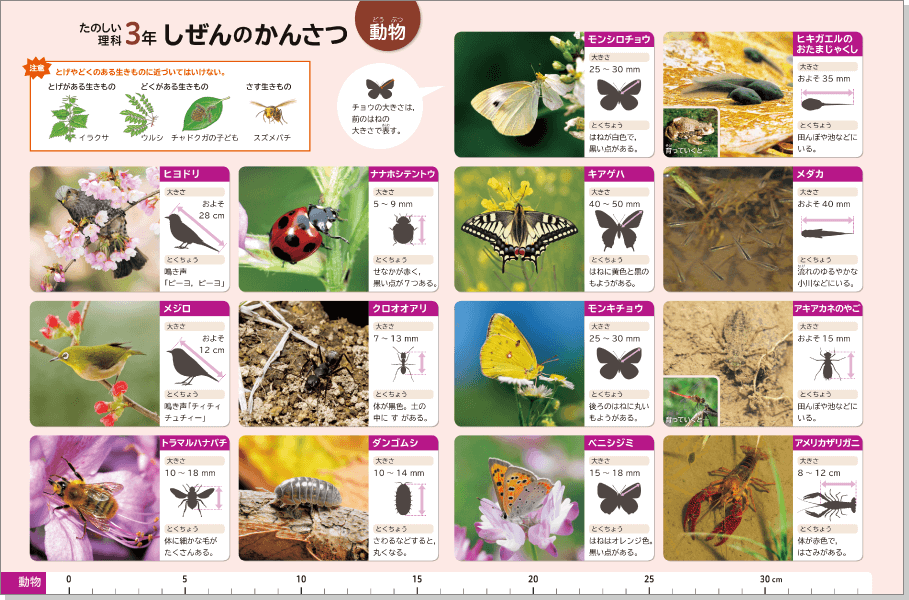 内容解説:動物図鑑