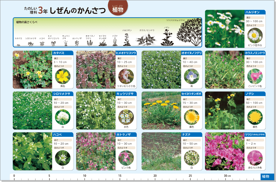 内容解説:植物図鑑