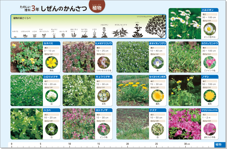 内容解説：植物図鑑