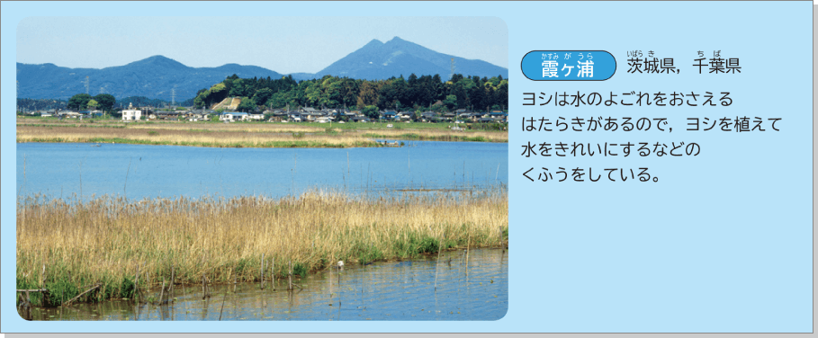内容解説:霞ケ浦