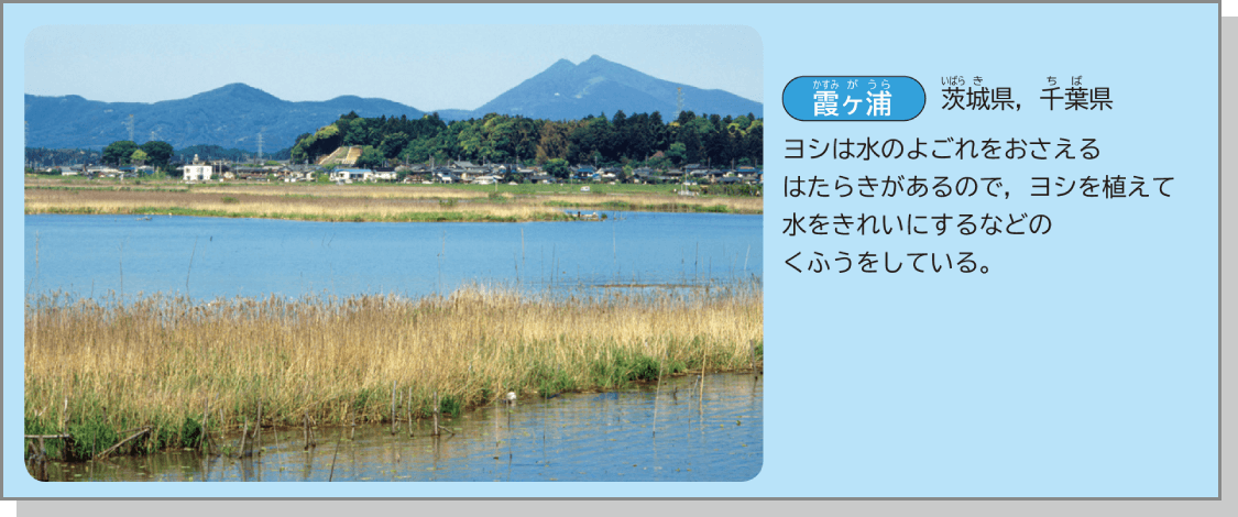 内容解説：霞ケ浦