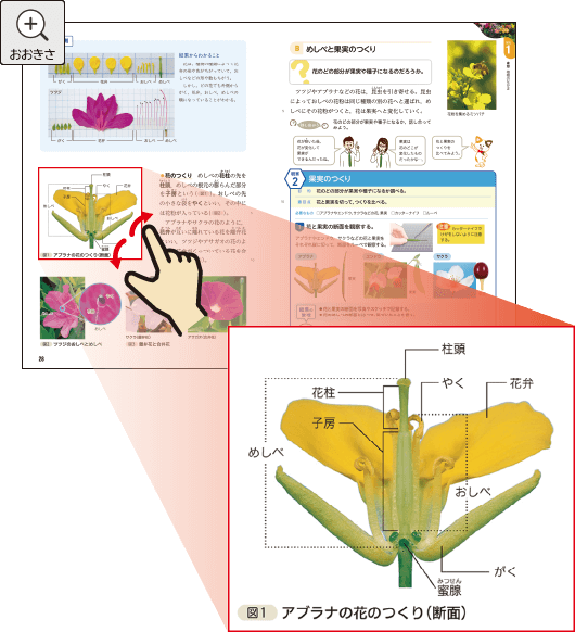 大きさ