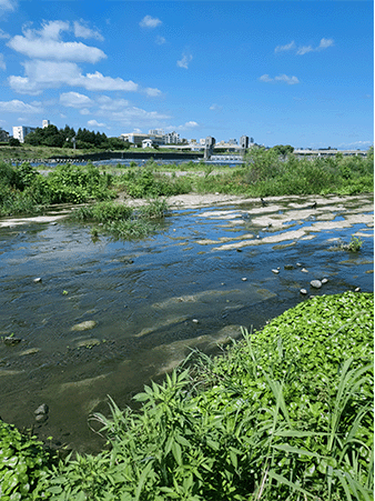 多摩川の地層｜上総層群飯室層砂質泥岩層