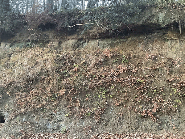 小山田緑地の地層その2