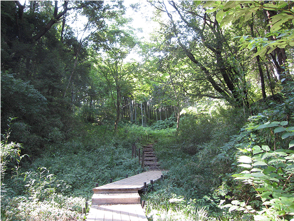 小山田緑地の地層その3