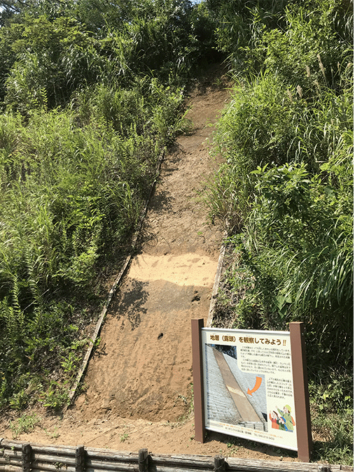 箱根東京軽石層(あつぎこどもの森公園)