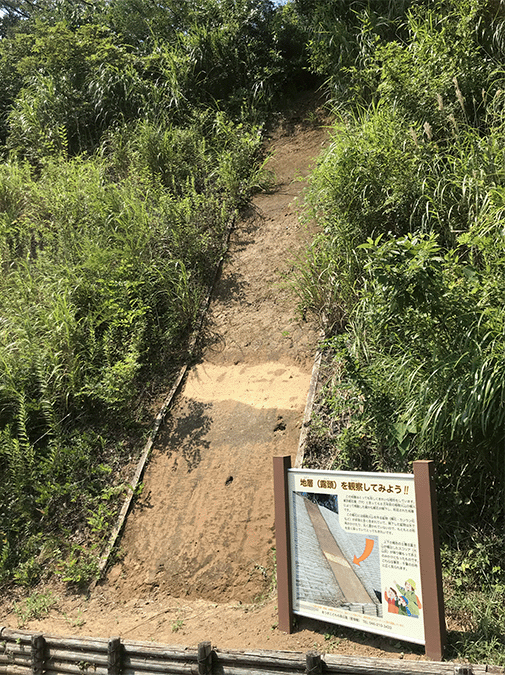 箱根東京軽石層（あつぎこどもの森公園）