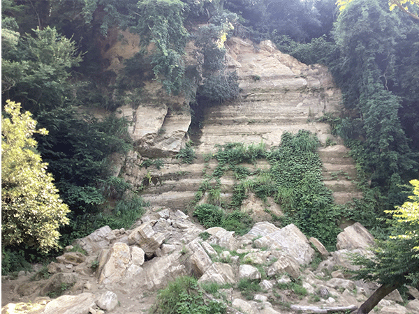 中津層群小沢層・神沢層