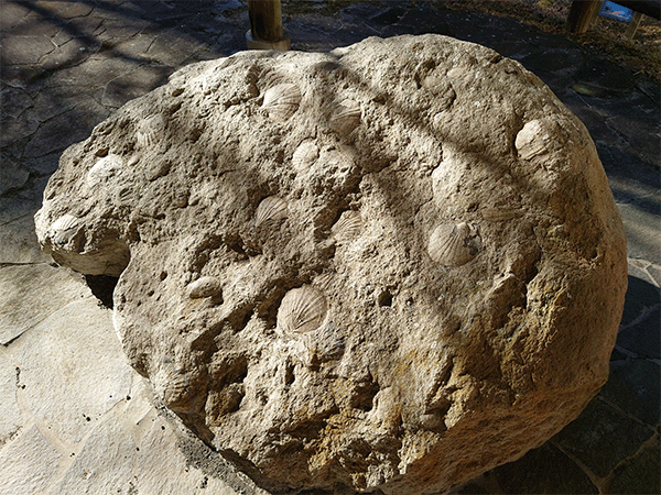 化石公園の化石床 化石公園の化石床