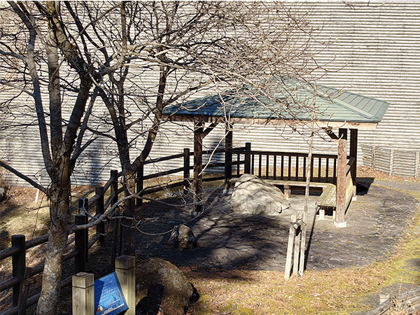 化石公園の化石床その2