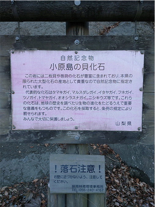 小原島の砂岩層(貝化石)その2