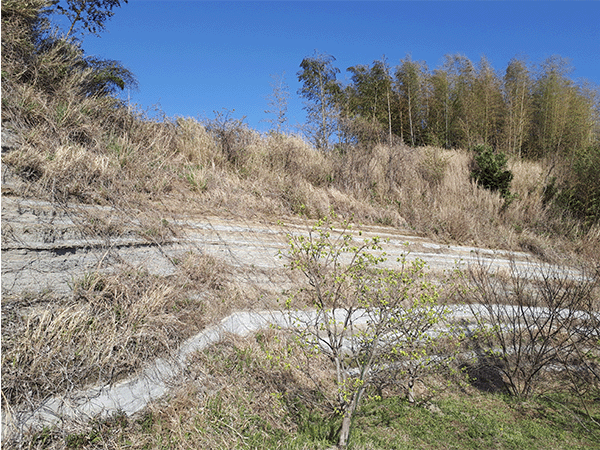 掛川層群|掛川市上張