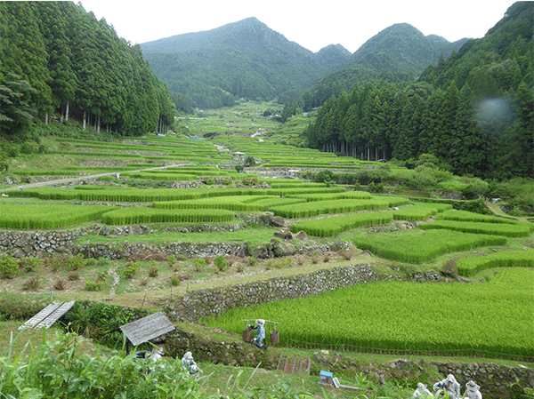 四谷千枚田 土石流地形