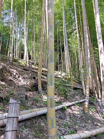 高良山モウソウキンメイチク林