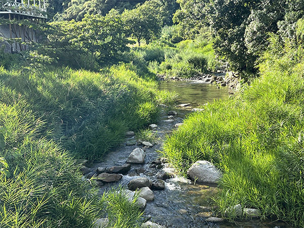室見川|上流