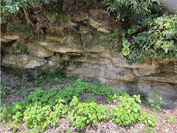 茂木植物化石層