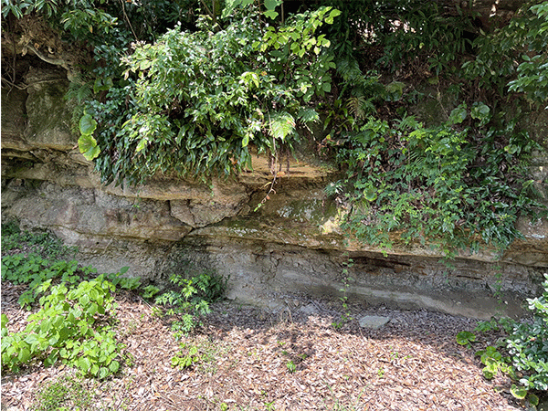 茂木植物化石層その2