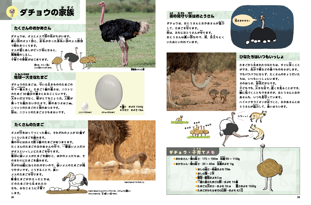 ダチョウ2