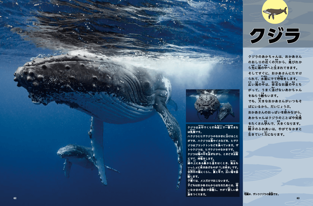 クジラ