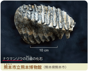 新版 理科の世界1年 p.272 右下写真 新