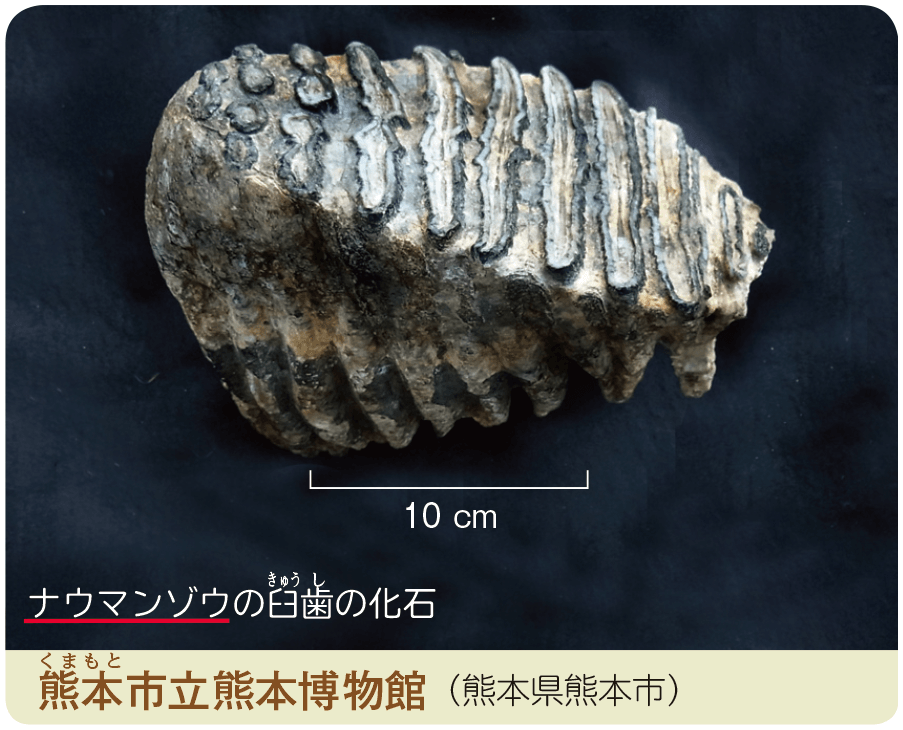 新版 理科の世界1年 p.272 右下写真 新