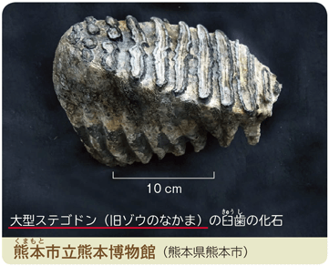 新版 理科の世界1年 p.272 右下写真