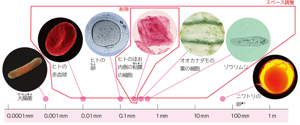 新版 理科の世界2年 p.91 図5