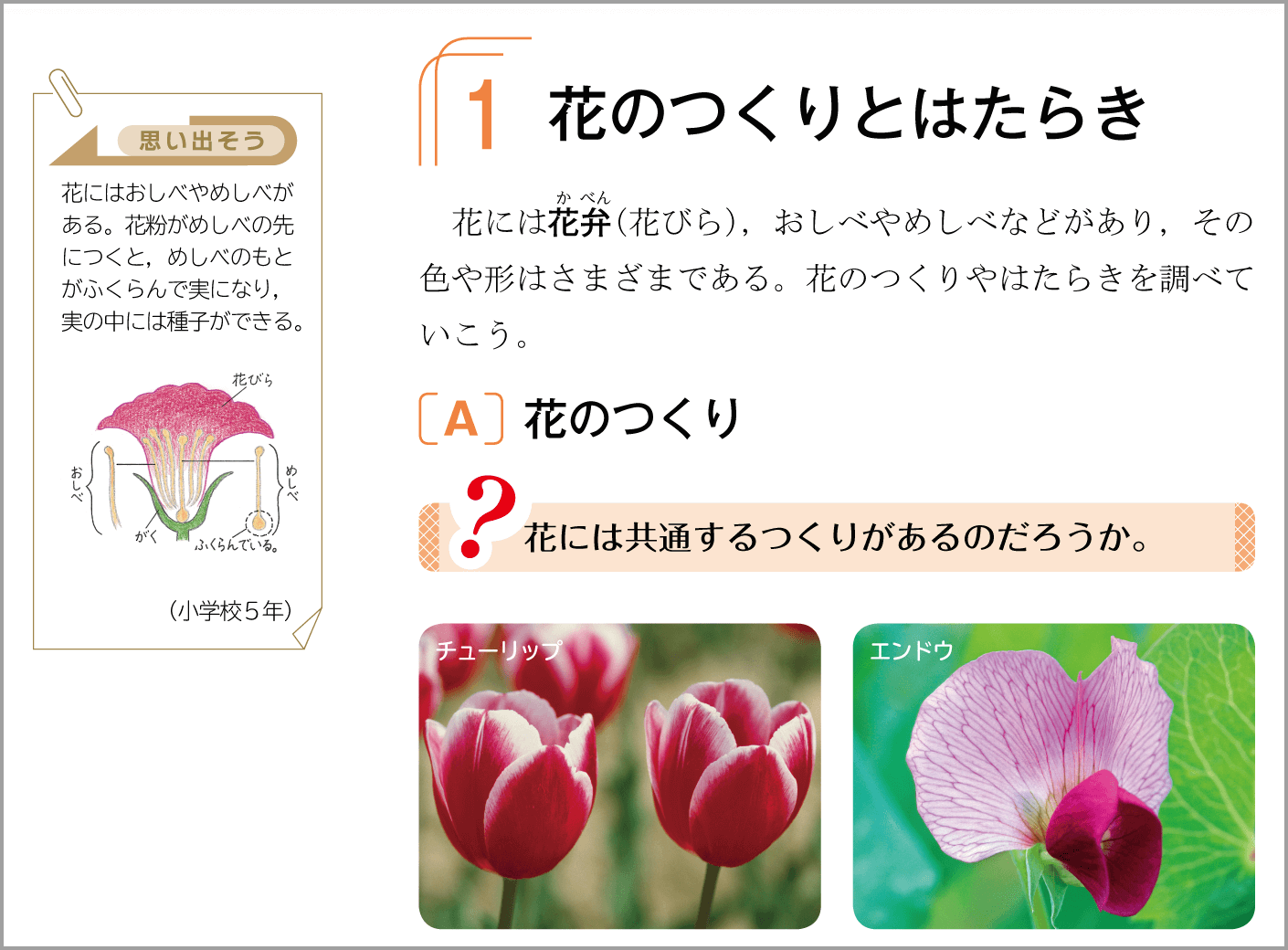 1年p.24