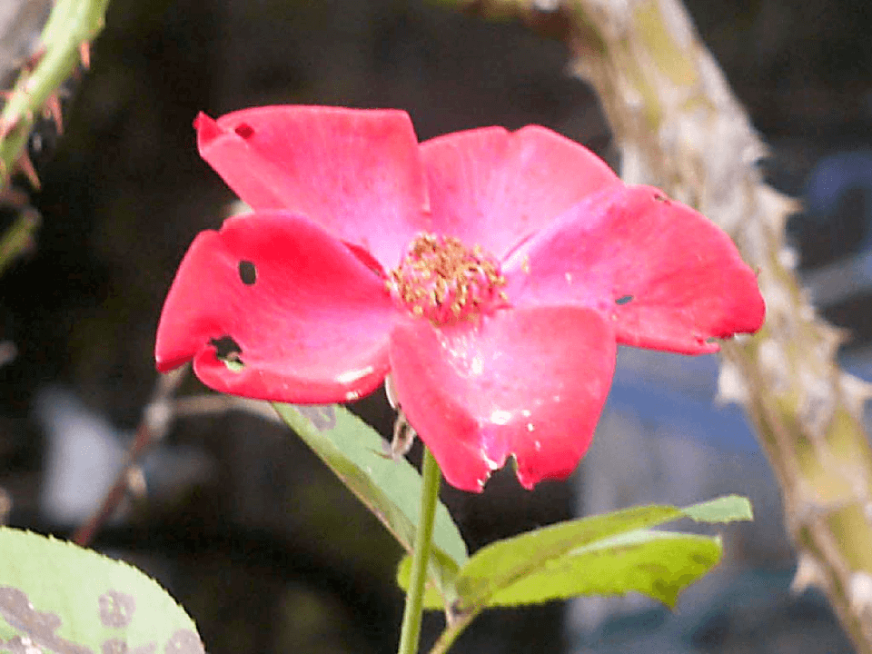 バラの花