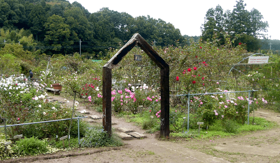 ゆずの里近くのバラ園