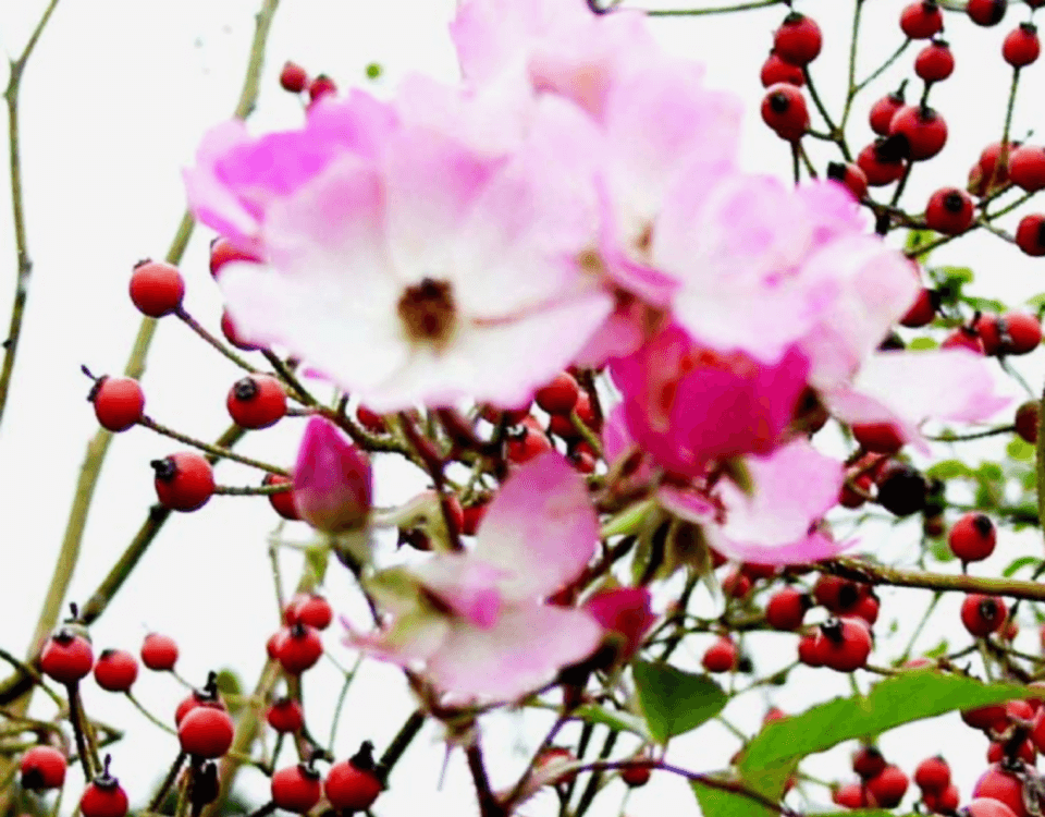 バレリーナの花