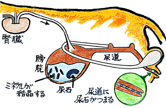 猫の尿道の模式図