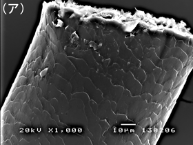 何かの毛の走査電子顕微鏡像（ア）