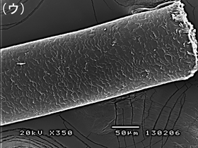 何かの毛の走査電子顕微鏡像（ウ）