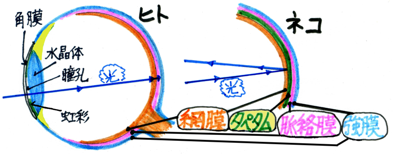 ヒトとネコの目の構造