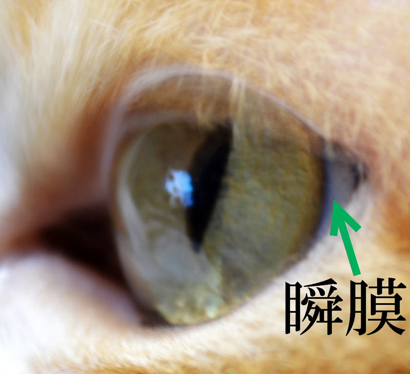 猫の瞬膜