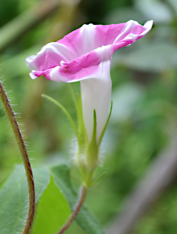 アサガオの花