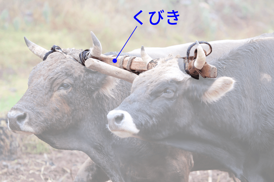 くびきにつないだ2頭の牛