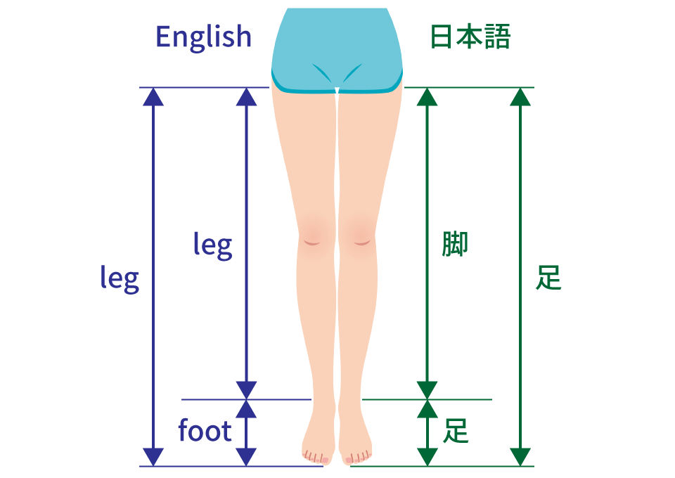 日本語と英語の足・脚