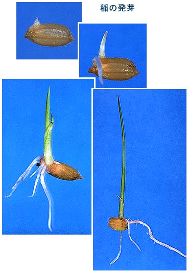 イネの発芽