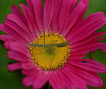 カマキリの幼虫