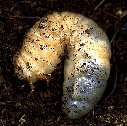 カブトムシの幼虫