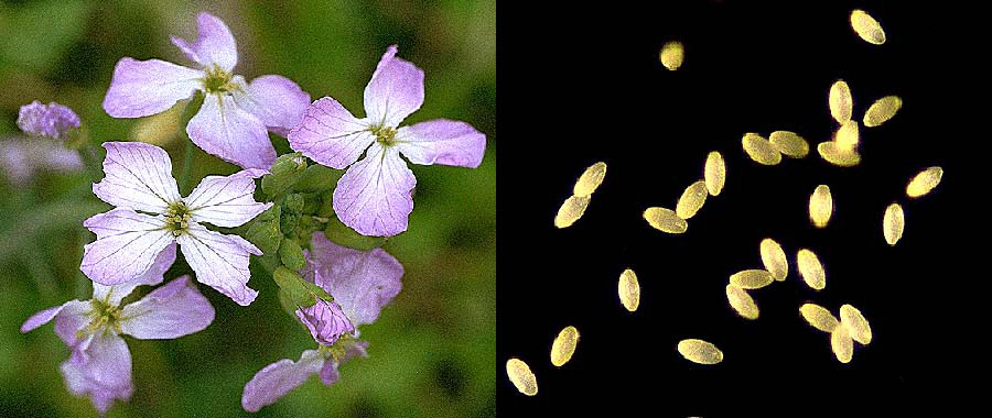 ダイコンの花と花粉