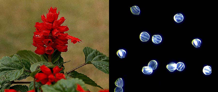 サルビアの花と花粉