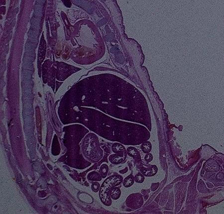 ネズミの胎児の内臓